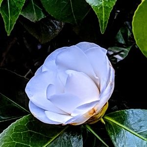 Meet your Posher, Myra